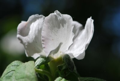 Cydonia oblonga - kdouloň obecná - květ (detail)